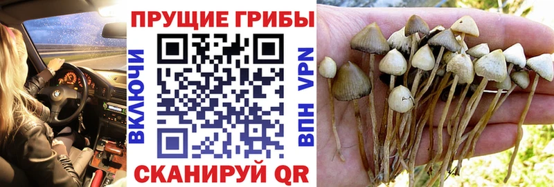 Купить закладки  Емва  Псилоцибиновые грибы Psilocybine cubensis 